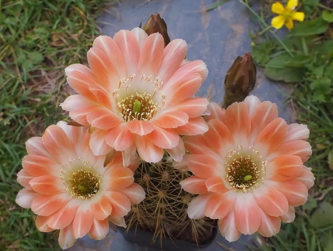 100种仙人球花图片,100种仙人球的品种视频