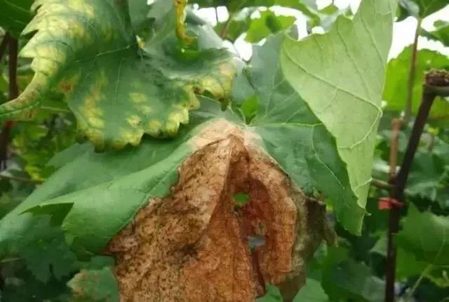 葡萄红蜘蛛病害图片,葡萄病害常用杀菌剂