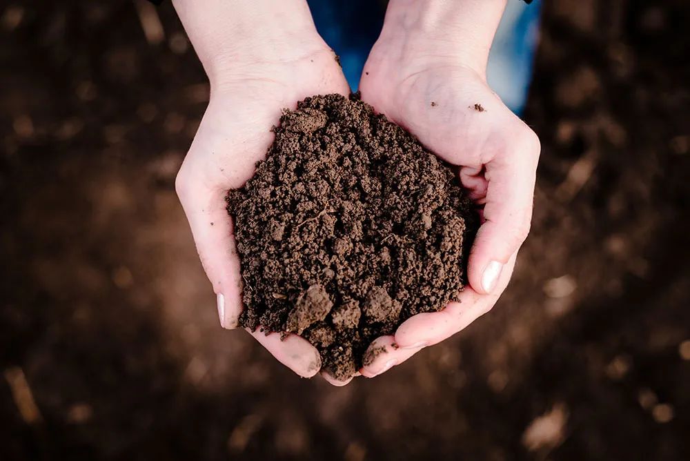 美人蕉有什么特别,美人蕉的十大特点