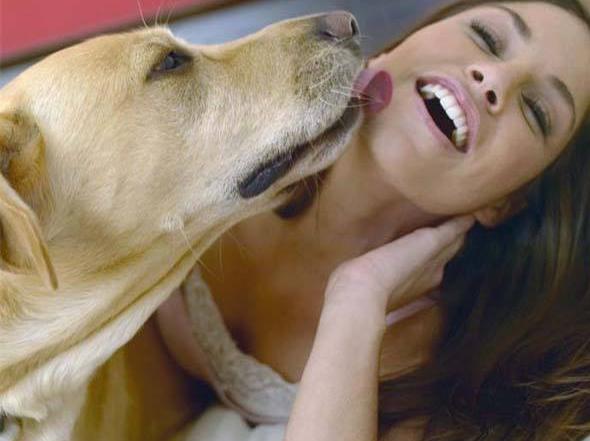 狗狗老是舔人代表什么意思,狗狗舔人意味着什么意思