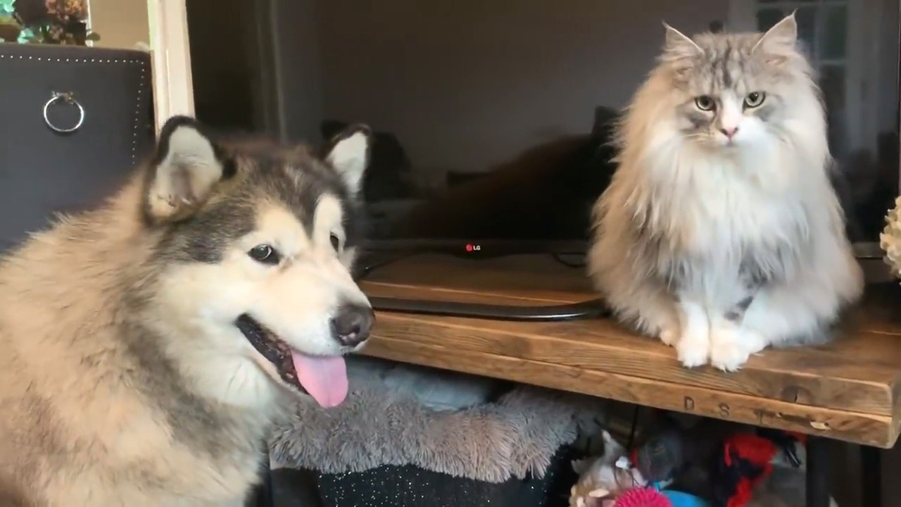 狗狗太胖肚子下垂,狗狗太瘦了怎么办3大原因分析