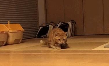 没想到猫也会功夫,没想到猫会这样走路