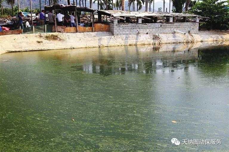 养殖水质的管理技术,养殖水体变硬怎么办