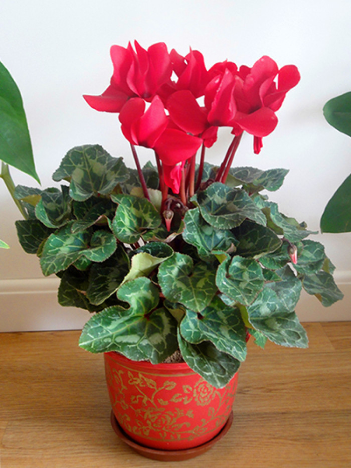 好看又好养的盆花,人养花也养人