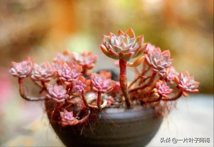 哪些多肉适合养老桩?多肉老桩摆窗台最精致了,看一眼就忘不了