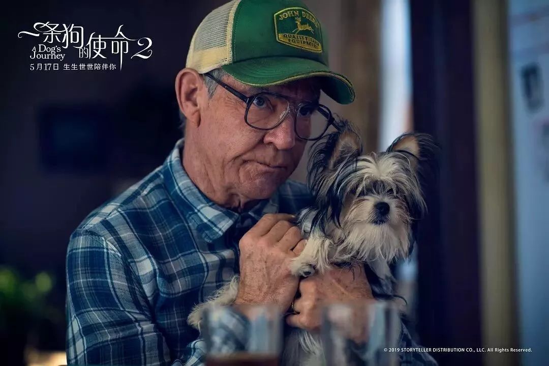 暖心治愈萌宠电影,萌宠电影超感人