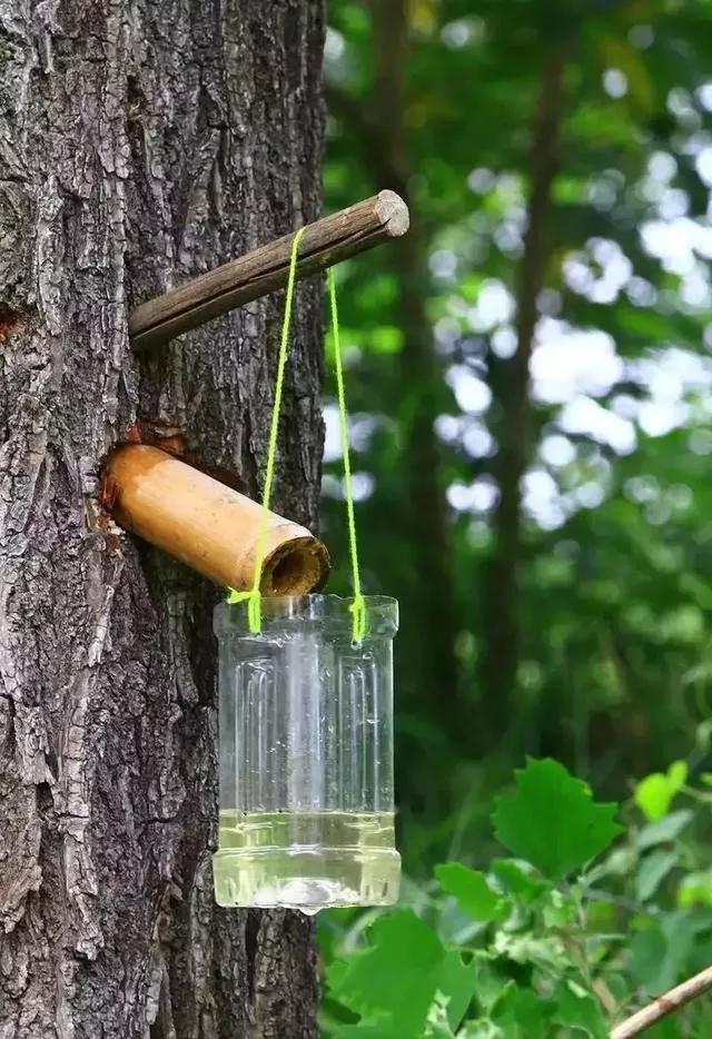 野外求生净化水的方法,野外生存取水的正确方法