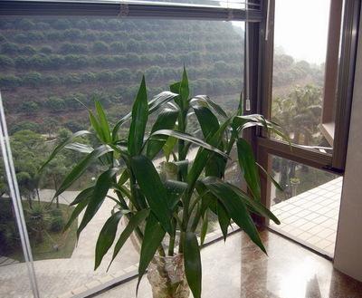 富贵竹黄叶了怎么补救,富贵竹黄叶怎么补救最佳方法