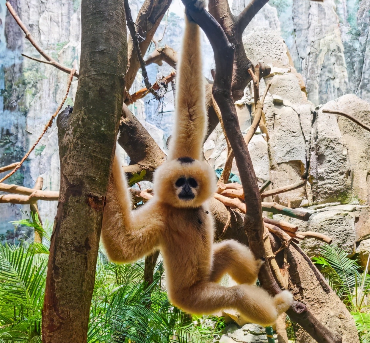 选址南宁再出发，打造珠海长隆的那个人还能再创“神话”吗？