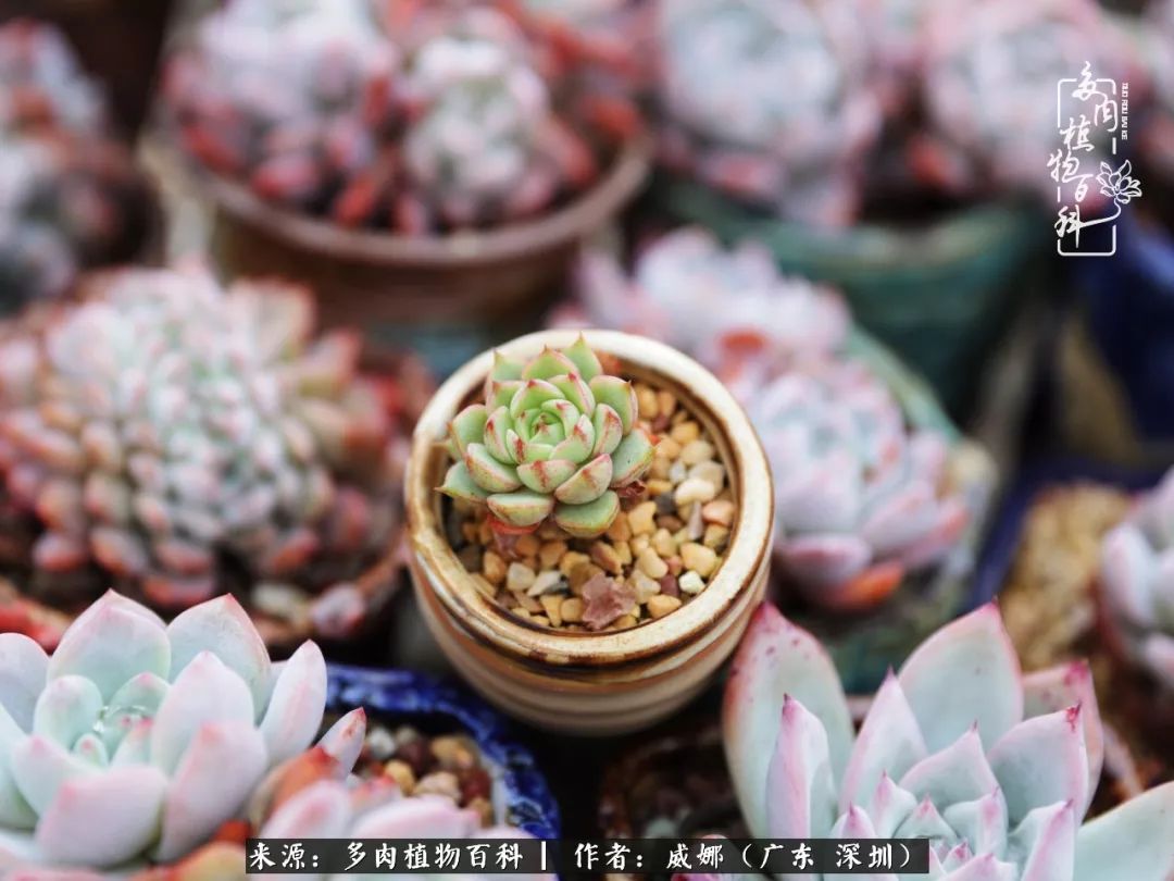 笼子里的多肉,露养的多肉和室内的多肉区别