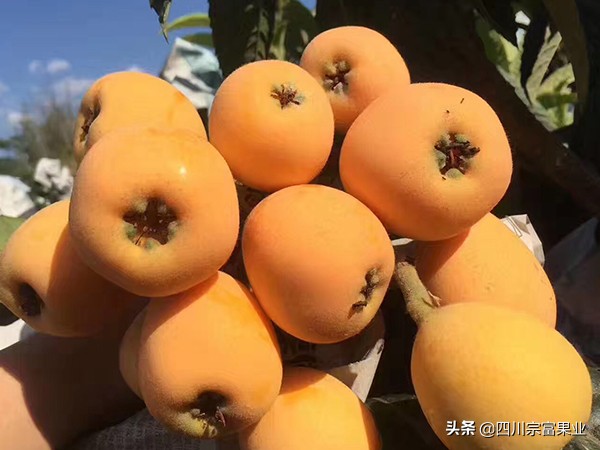 最好吃的枇杷品种,枇杷品种哪种最好