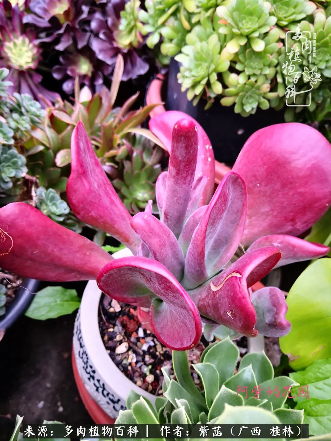 如何在夏天买的多肉度夏,多肉度夏好帮手