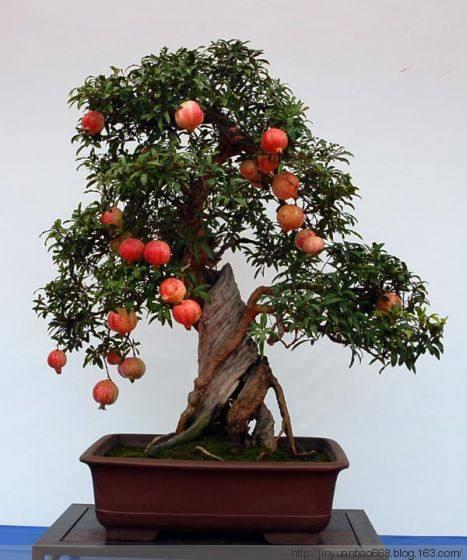 既能观花又观果的花卉盆栽,可在室内养的观果盆栽有哪些