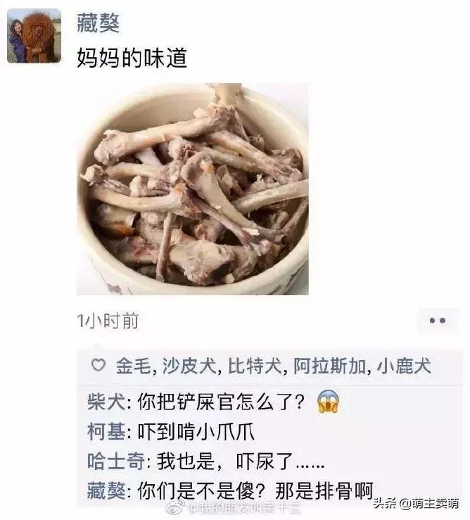 狗狗如何拟人化,狗行为拟人化