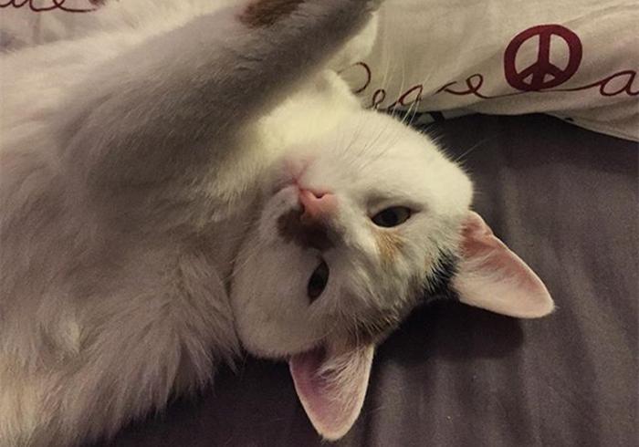 辟谣，猫咪睡觉摆尾并非装睡，轻易打扰，小心晚上头发不保