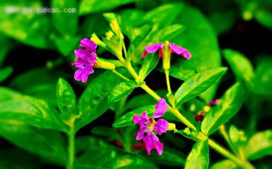 细叶萼距花的养殖方法,细叶萼距花的功效与作用