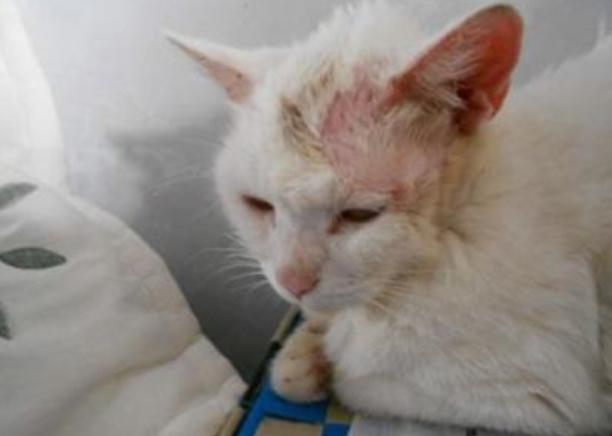 猫咪体外驱虫最好的药是什么,猫咪体外驱虫用什么药好