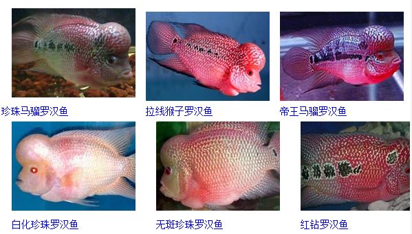 珍珠系罗汉鱼品系详解,珍珠系火凤凰罗汉鱼