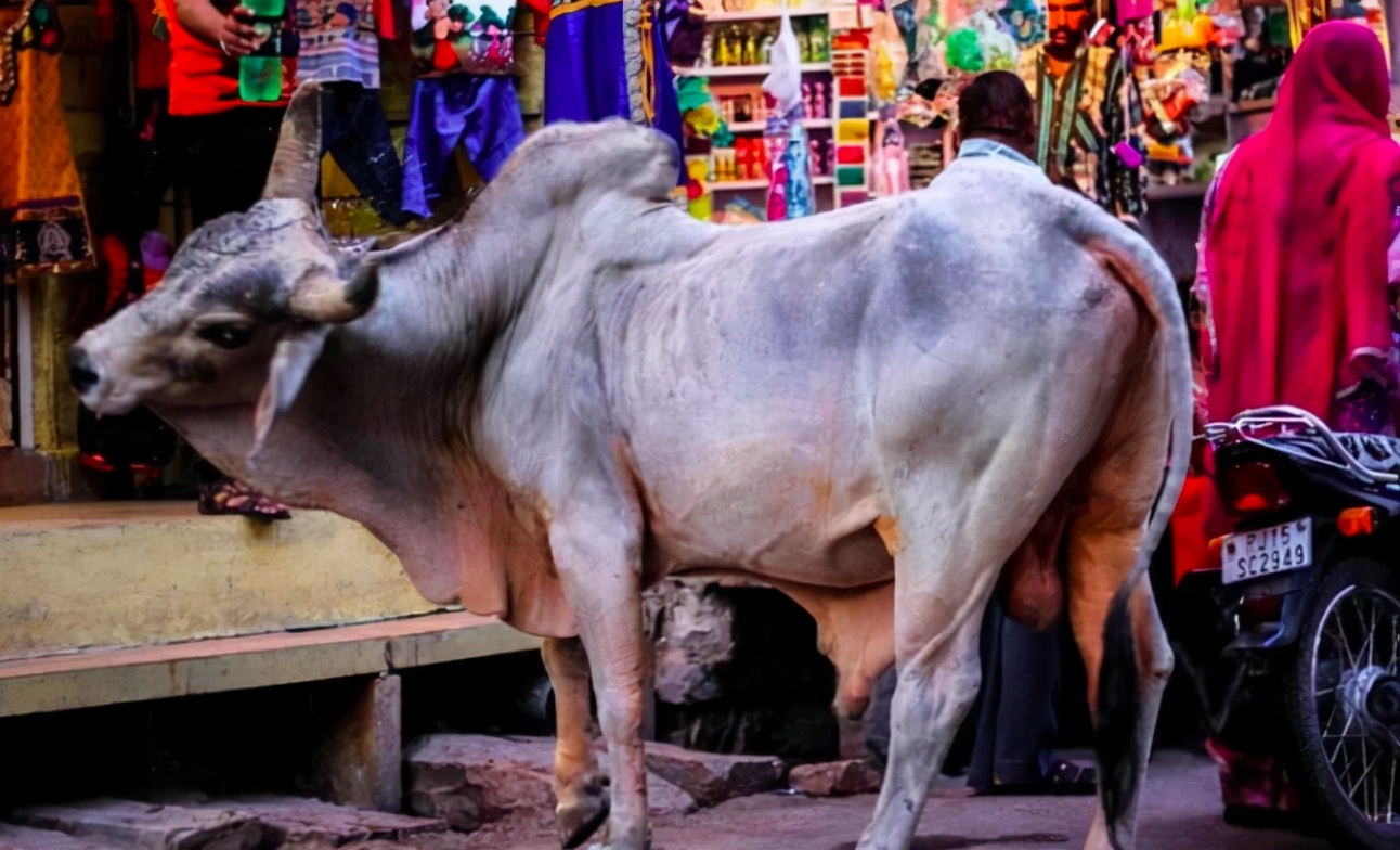 印度牛尿多少钱一杯,印度牛尿饮料比可乐还火爆