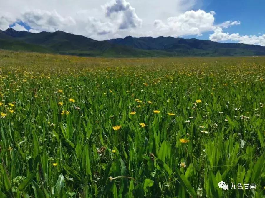 六月下旬甘南大草原花海,七月的甘南草原花海风光