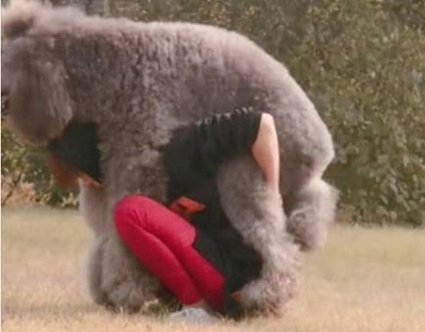 家里边养的巨型泰迪,养巨型泰迪什么体验最好