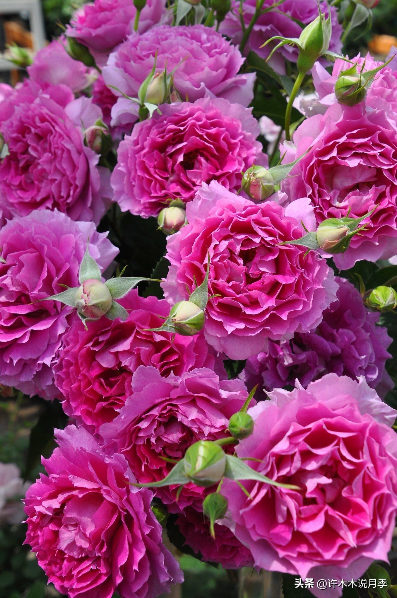 完全无刺的月季花,月季没刺的品种