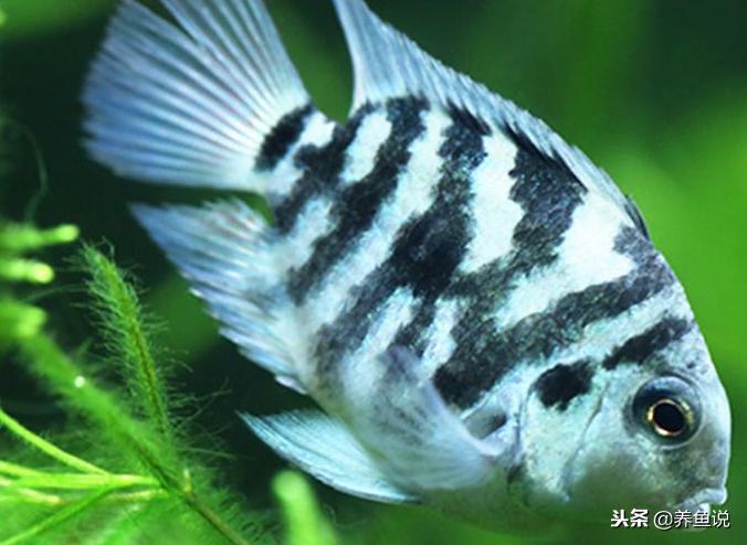 迷你鹦鹉鱼怎样养才能养得好,迷你鹦鹉鱼和什么鱼养比较合适