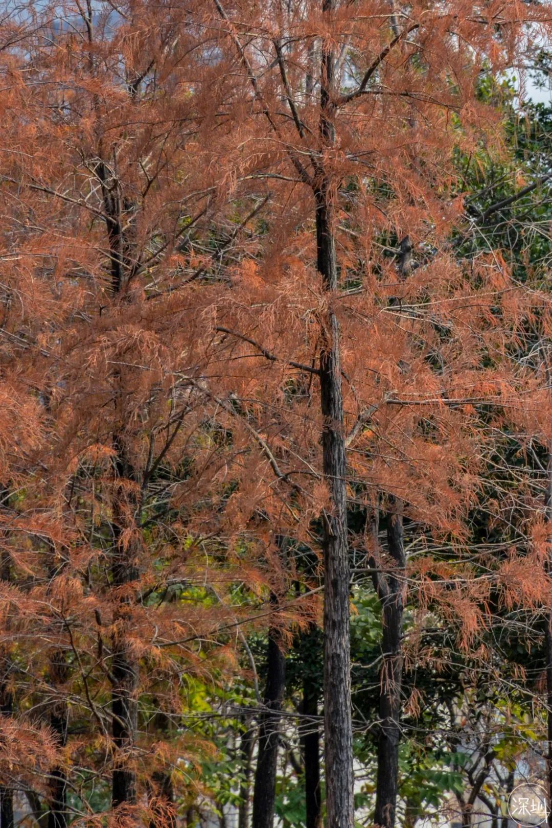 莲花山绿了没,莲花山红色景点有哪些