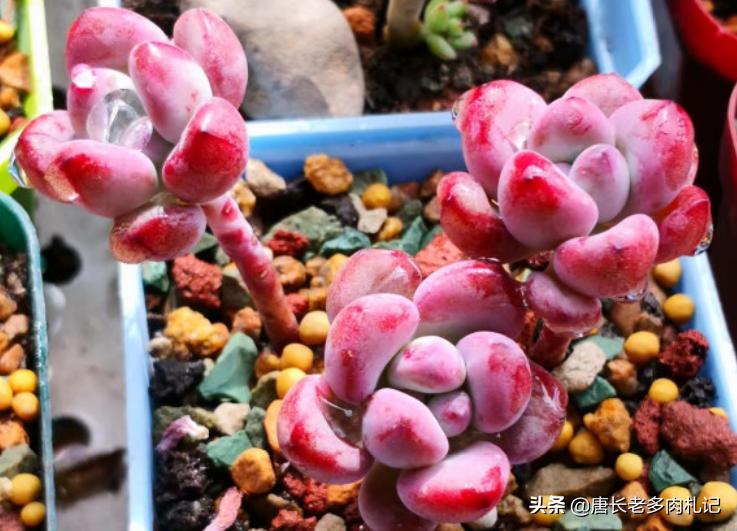 都说多肉漫画汤姆很娇气，我偏偏就不信，夏天也要丢在外面全露养