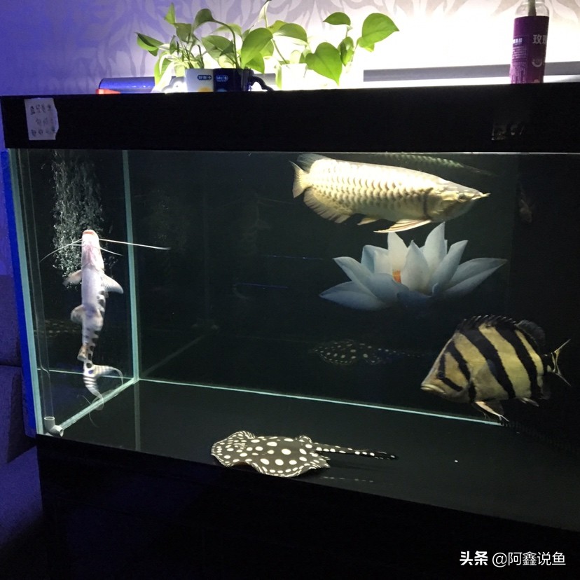 红龙最近老是蒙眼怎么办,红龙蒙眼用什么药最好