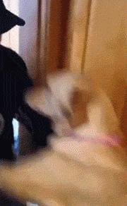 狗狗有这种行为证明你养对狗了,这八种狗狗都是粘人精谁养谁知道