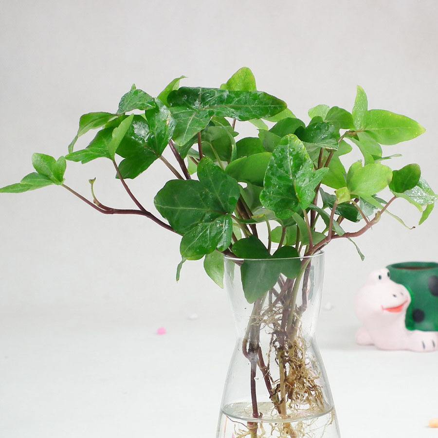 常青藤哪种好养,常青藤到底怎么养