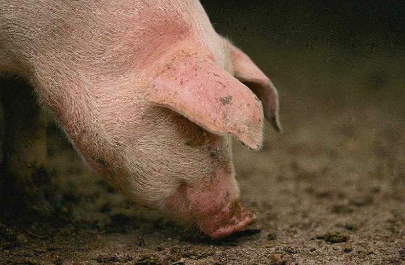 猪流鼻血是怎么回事,猪什么病引起流鲜红鼻血