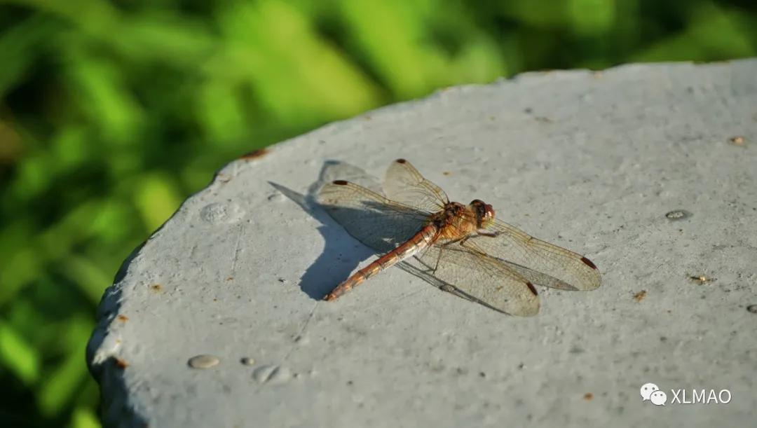 摄影爱好者的拍摄题材,一名业余摄影爱好者的简介