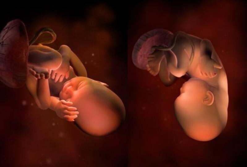 1-40周胎儿体重发育参数表,1-40周胎儿发育过程图漫画