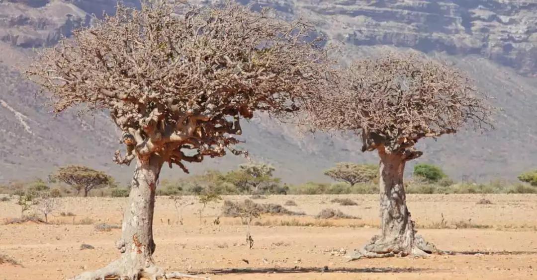 什么情况“没药”可治