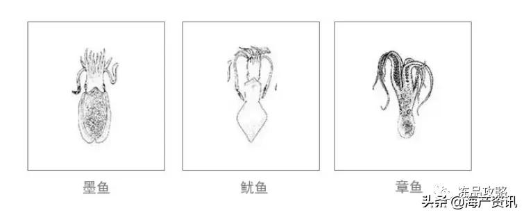 八爪鱼章鱼鱿鱼墨鱼乌贼哪种好吃,章鱼八爪鱼鱿鱼墨鱼乌贼怎么区分