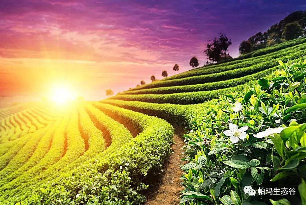 帕玛谷阿育吠陀基地,帕玛生态谷是什么