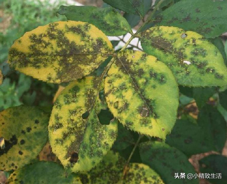 月季花是“药罐子”，常见10种病虫害，预防第一，救治第二