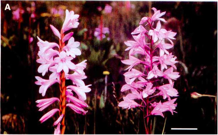 昆虫:喂,3·15平台吗?我实名举报假冒拟态花朵