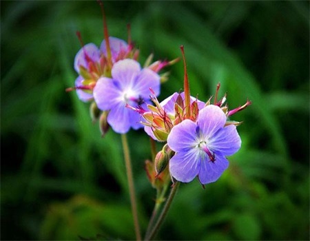 老鹳草的妙用,老鹳草外形有几种功效一样吗