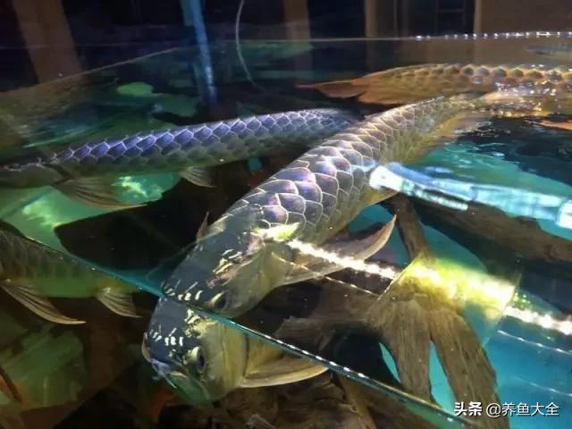 马来西亚买海鲜,怎么样直接从马来西亚购买龙鱼