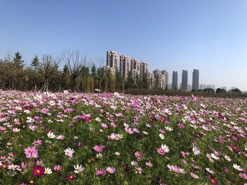 武汉花海上新,2020年武汉花海