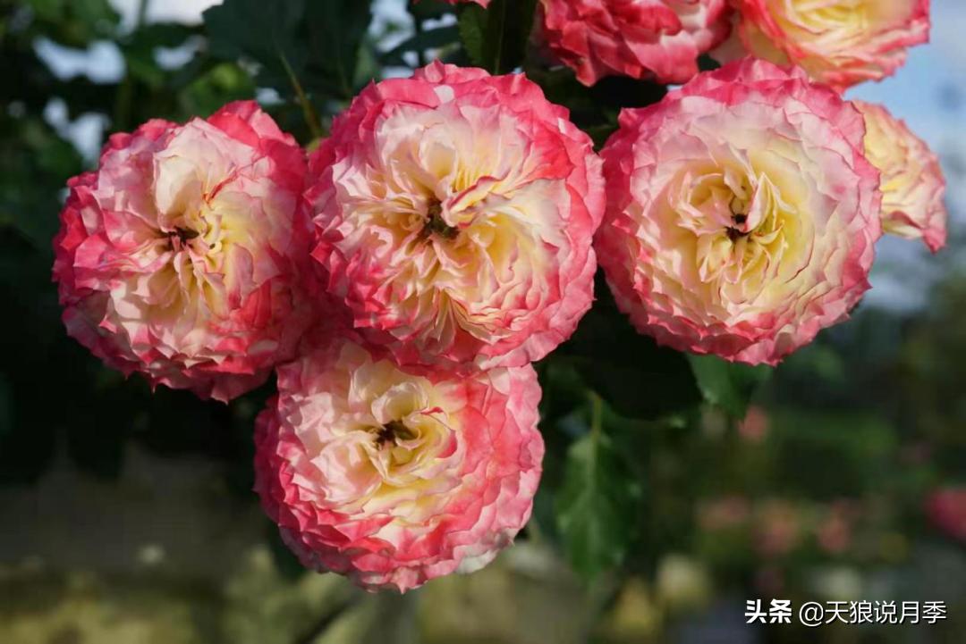 优雅女士月季花,奇葩月季品种图片