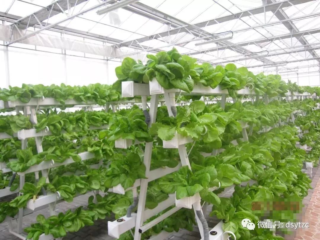 全国蔬菜重点县名单,菜吧生态园规划