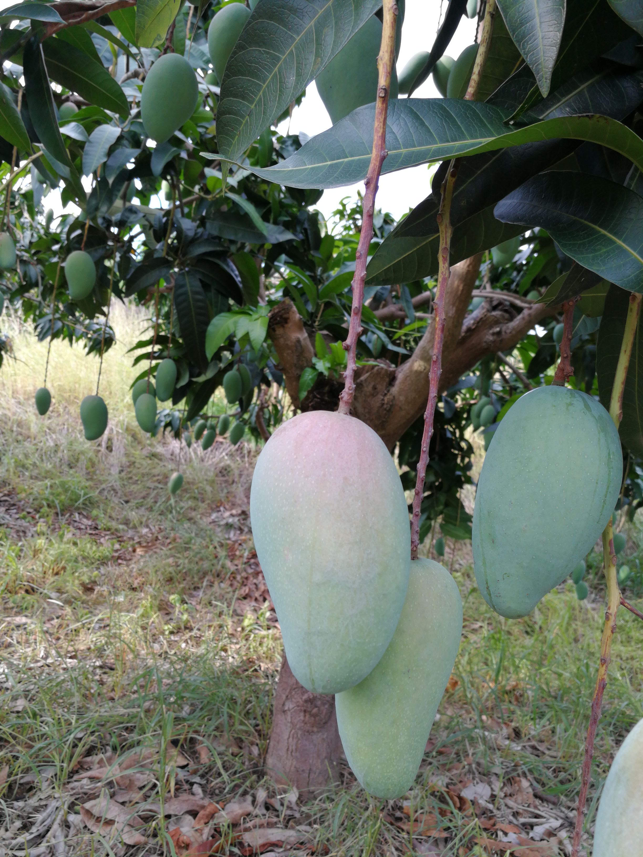 广西桂七芒果几月成熟,广西桂七香芒百色青皮芒果