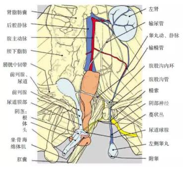 猫尿路造口能彻底解决尿闭吗,公猫尿道造口术后护理