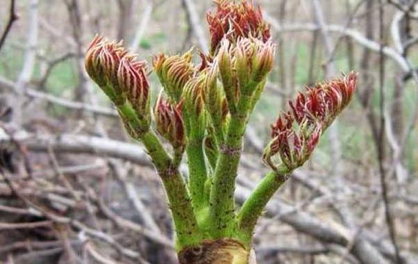 这种植物看似丑陋，很多人不在意，到国外却成珍贵食物，你见过吗
