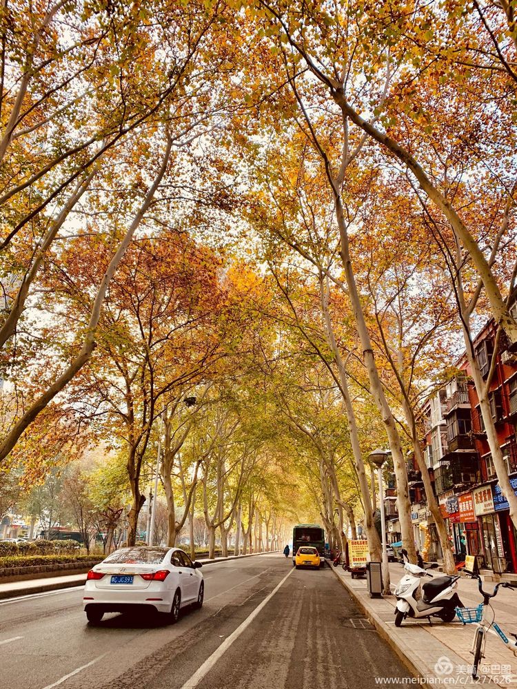 涧西牡丹广场老照片,洛阳牡丹手机拍照