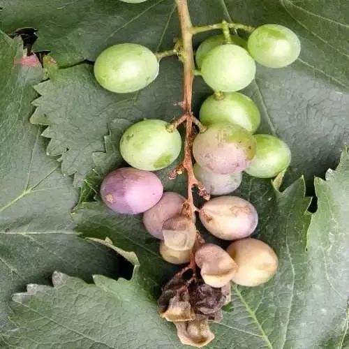 葡萄已经得了水罐子病怎么办,葡萄水罐子病